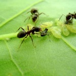 Муравьиная ферма