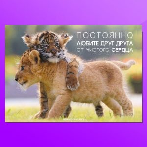 ОР 1704. Постоянно любите друг друга