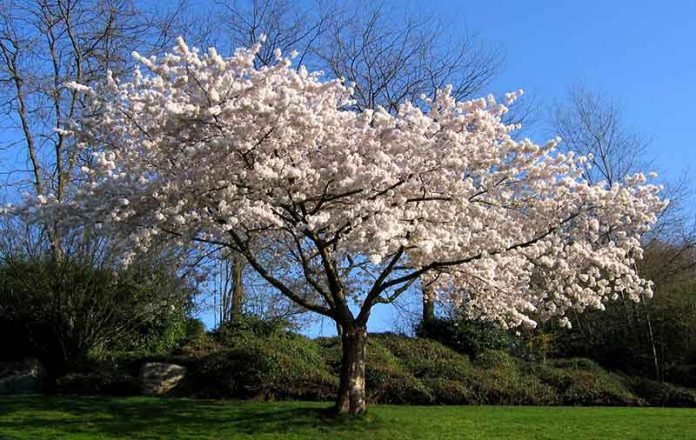 Яблонька