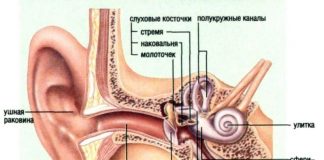 Потрясающий дизайн: слуховая система человека