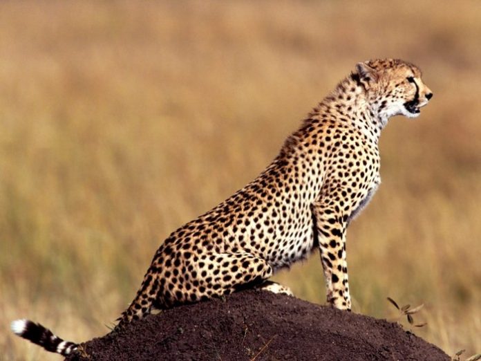 45536495_gepard_02