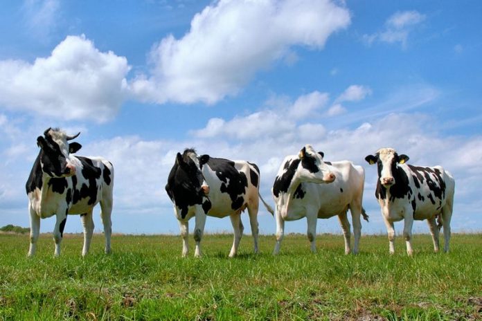 Cows