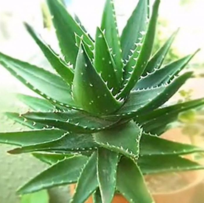 aloe_1