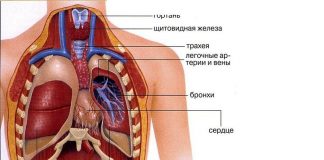 Есть ли у человека лишние органы?