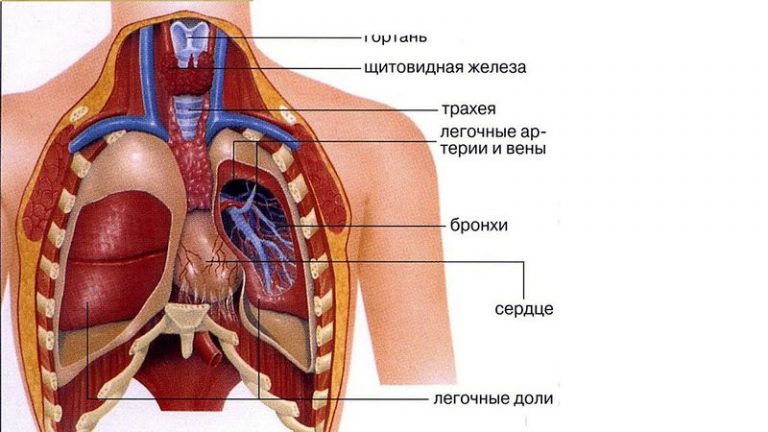 Есть ли у человека лишние органы?