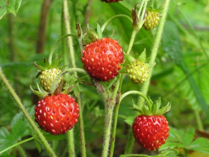 sornyaki-na-zemlyanike