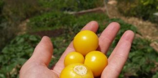 Мандрагоровые яблоки Мандрагоровые яблоки