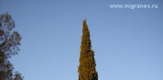 ГОФЕР, ДРОМАДЕР