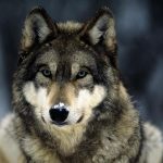 alpha-wolf-pics-wallpaper-825×510