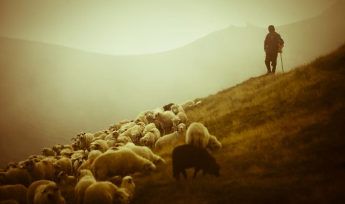 shepherd-sheep-12
