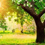 ws_Trees_Grass_Flowers_Sunny_Day_852x480