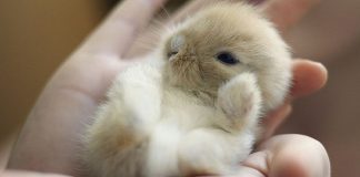 Зайцы вовсе не трусливы