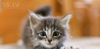 Котенок