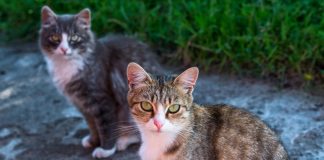 Кошкины уроки
